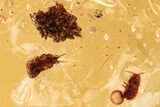 Fossil Wingless Scale Insects, Mites, Aphid & Springtail in Amber #284651-1